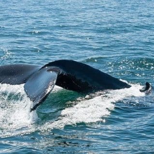 Whale Watching Iceland