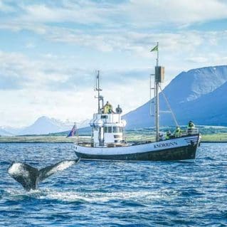 Arskogssandur-whale-watching